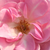 Różowy  - Róże rabatowe floribunda - Mevrouw Nathalie Nypels